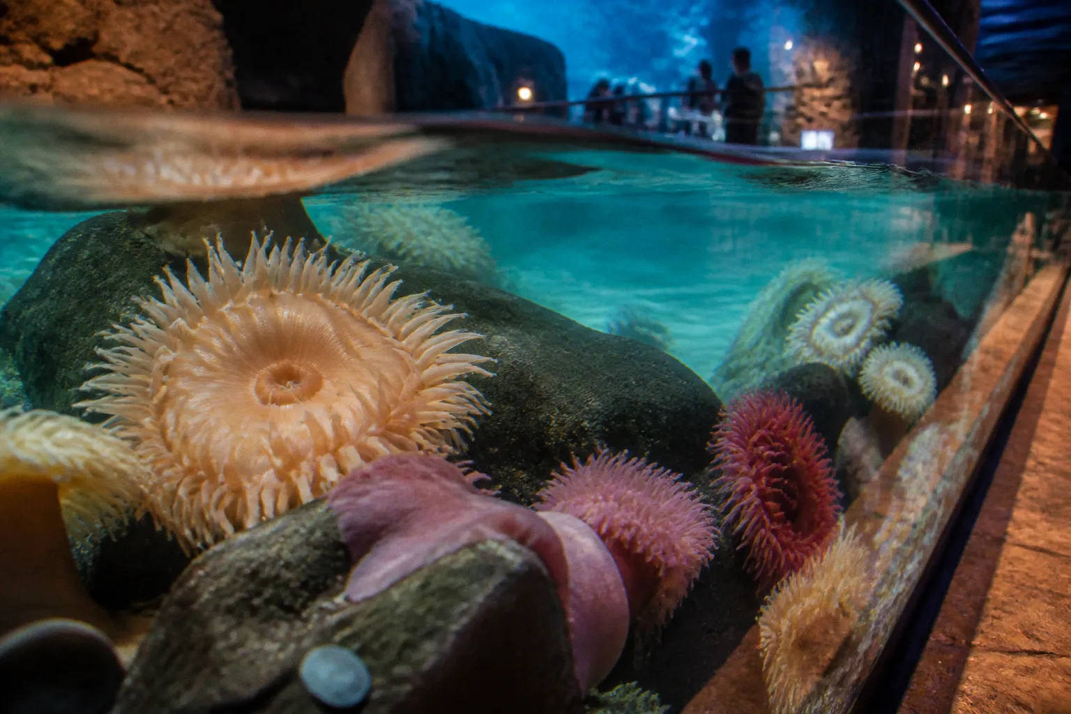 Aquarium Ripley des Smokies : réserver vaut-il le coup ?