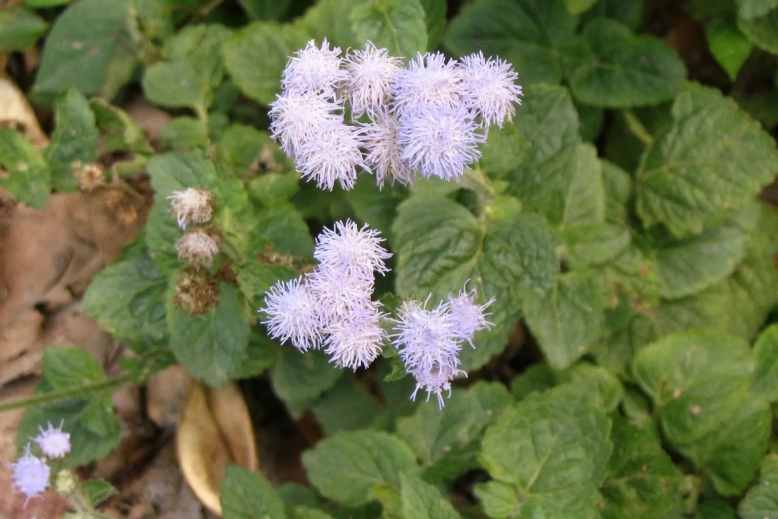 L'Ageratum conyzoides : une alternative naturelle pour limiter l'apparition des cheveux blancs
